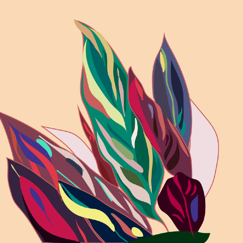 Ilustración digital de una planta tropical llamada: Calathea, hojas grandes coloridas, ilustración digital realizada en adobe illustrator.